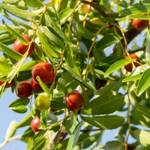 Ziziphus jujuba (Jujuba - Čínska ďatla) ´LANG´- kont. C25L, výška 125-150 cm